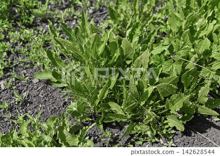 Horseradish grows in cultivated garden soil with vigorous green leaves. 142628544