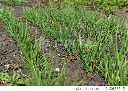 Onion grows in fertile garden soil under sunlight. 142628545