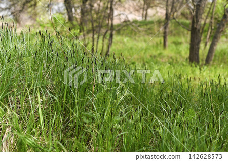 Grass grows across lush meadow with fresh green blades near woodland edge. Grass grows across lush meadow with fresh green blades near woodland edge. 142628573