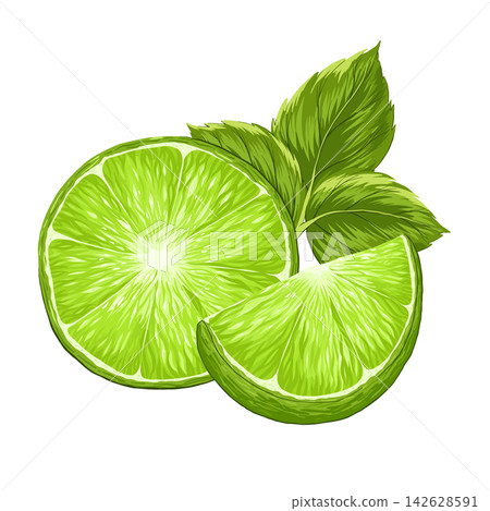 Limes, mint composition vector illustrations. Realistic tropical fruit. Mojito bundle. Whole and cutted lime slice, peppermint leaves. Organic fruits for lemonade juice, cocktails, healthy food Limes, mint composition vector illustrations. Realistic tropical fruit. Mojito bundle. Whole and cutted lime slice, peppermint leaves. Organic fruits for lemonade juice, cocktails, healthy food 142628591