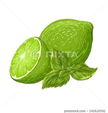 Limes, mint composition vector illustrations. Realistic tropical fruit. Mojito bundle. Whole and cutted lime slice, peppermint leaves. Organic fruits for lemonade juice, cocktails, healthy food Limes, mint composition vector illustrations. Realistic tropical fruit. Mojito bundle. Whole and cutted lime slice, peppermint leaves. Organic fruits for lemonade juice, cocktails, healthy food 142628592