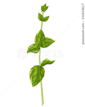 Peppermint stem with mint leaves on white background. Vector herbal element for advertising, packaging design, greeting card and fashion design. Herbal tea supplement. Medical plant and spicy herb Peppermint stem with mint leaves on white background. Vector herbal element for advertising, packaging design, greeting card and fashion design. Herbal tea supplement. Medical plant and spicy herb 142628617