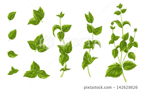 Green mint leaves on a stem and isolated. Vector set of herbal element for advertising, packaging design, greeting card and fashion design. Herbal tea supplement. Medical plants and spicy herbs Green mint leaves on a stem and isolated. Vector set of herbal element for advertising, packaging design, greeting card and fashion design. Herbal tea supplement. Medical plants and spicy herbs 142628626