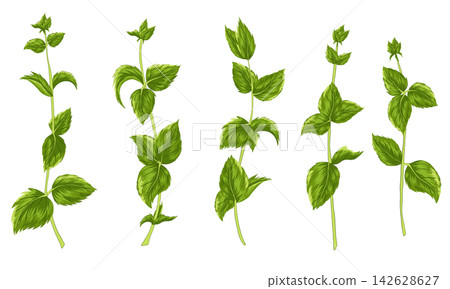 Green mint leaves on a stem and isolated. Vector set of herbal element for advertising, packaging design, greeting card and fashion design. Herbal tea supplement. Medical plants and spicy herbs Green mint leaves on a stem and isolated. Vector set of herbal element for advertising, packaging design, greeting card and fashion design. Herbal tea supplement. Medical plants and spicy herbs 142628627