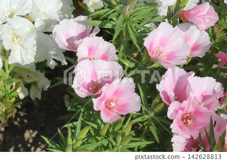 春天,公園花圃裡盛開著粉紅色和白色的金盞花。 春天,公園花圃裡盛開著粉紅色和白色的金盞花。 142628813