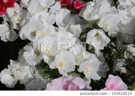 春天，公園花圃裡盛開著粉紅色和白色的金盞花。 142628814