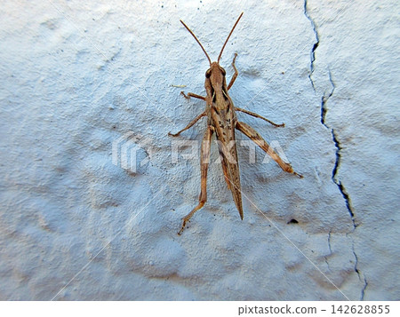 Common Field Grasshopper on Textured Wall. 142628855