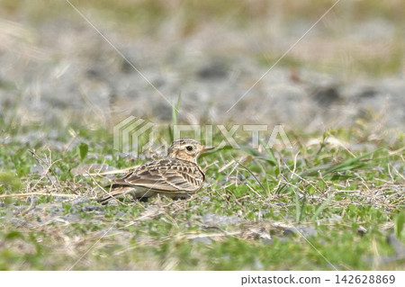 Lark Lark 142628869