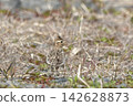 Lark 142628873