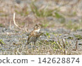 Lark 142628874