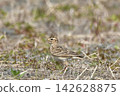 Lark 142628875