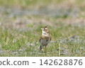 Lark 142628876