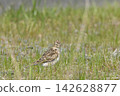 Lark 142628877