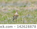 Lark 142628878