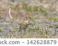 Lark 142628879