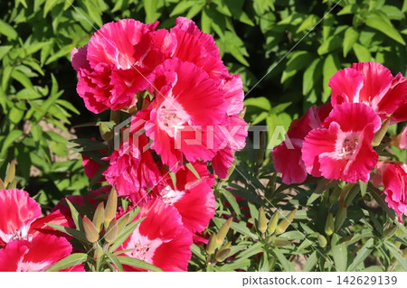 Red godetia flowers blooming in the flowerbeds of the park in spring. Red godetia flowers blooming in the flowerbeds of the park in spring. 142629139