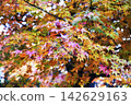 Autumn landscape autumn leaves 142629163