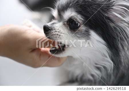 My dog bites my finger; playful biting; Chihuahua; bites people. My dog bites my finger; playful biting; Chihuahua; bites people. 142629518