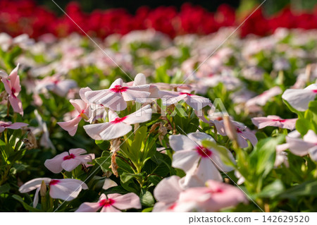 Beautiful flowers Beautiful flowers 142629520