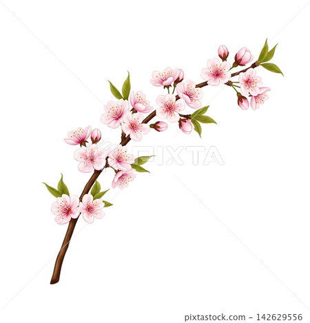 branch with pink cherry blossom branch with pink cherry blossom 142629556