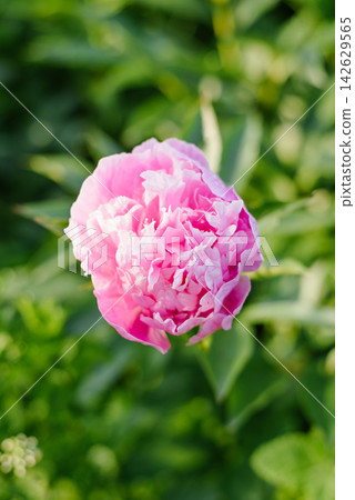 Soft Pink Peony Flower Blooming In Summer Garden Soft Pink Peony Flower Blooming In Summer Garden 142629565