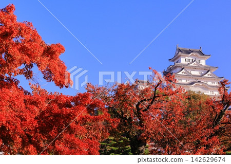 Himeji Castle, beautifully adorned with autumn foliage (Himeji City, Hyogo Prefecture) Himeji Castle, beautifully adorned with autumn foliage (Himeji City, Hyogo Prefecture) 142629674