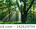 The rays of the rising sun shine through the misty Senjogahara plain in Oku-Nikko. 142629704