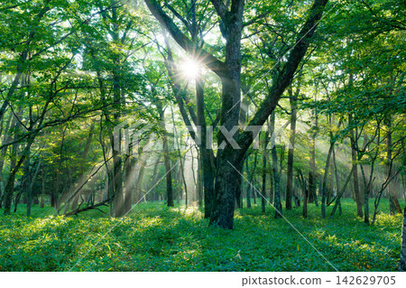 The rays of the rising sun shine through the misty Senjogahara plain in Oku-Nikko. The rays of the rising sun shine through the misty Senjogahara plain in Oku-Nikko. 142629705
