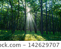 The rays of the rising sun shine through the misty Senjogahara plain in Oku-Nikko. 142629707