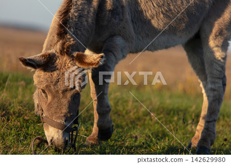 Close-up of the muzzle of a grey shaggy donkey. Close-up of the muzzle of a grey shaggy donkey. 142629980