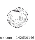 Whole ripe peach fruit hand drawn vector illustration in ink sketch style. Monochrome juicy stone fruit engraved food sketch. Botanical etching drawing for menu design, healthy eating poster 142630146