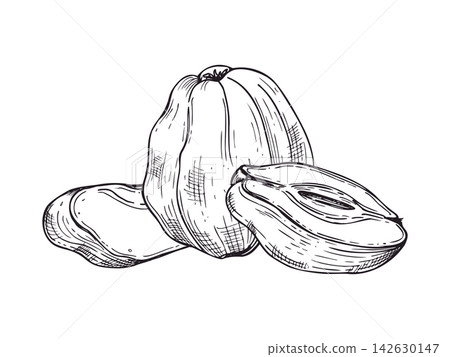 whole quince fruit with slices and half sections hand drawn black ink vector illustration. Monochrome fruit sketch for autumn menu, healthy food poster, and preserved fruit design. whole quince fruit with slices and half sections hand drawn black ink vector illustration. Monochrome fruit sketch for autumn menu, healthy food poster, and preserved fruit design. 142630147