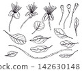 Feijoa flowers with long stamens, round buds, leaves, and curved branch set. Hand drawn caper blossoms botanical ink illustration. Monochrome floral etching drawing for garden decor, packaging 142630148