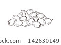 Heap of olives or lotus seeds engraving Illustration. Hand drawn nuts pile black ink vector sketch. Monochrome fruit stack for healthy snack design, Mediterranean food poster, oriental cuisine menu 142630149