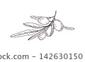 Olive branch with fruits and narrow leaves hand drawn black ink vector illustration. Monochrome natural food ingredient and peace symbol for packaging, label and menu design. 142630150