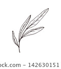 Hand drawn branch with narrow leaves vector illustration in sketch style. Olive or willow foliage monochrome botanical sketch for wedding invitation, greeting card, natural decoration design. 142630151