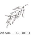 Olive Branch with Leaves and Berries hand drawn black ink vector illustration. Monochrome outline botanical sketch for Mediterranean food menu, peaceful greeting card, and healthy nutrition design. 142630154