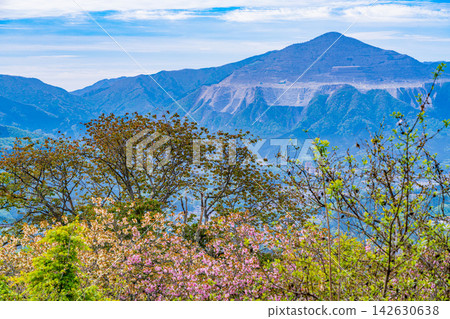 [Saitama Prefecture] Peony cherry blossoms and Mount Bukō at Minoyama Park in Chichibu 142630638