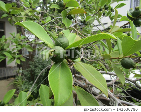 Dark green guava fruit Dark green guava fruit 142630780