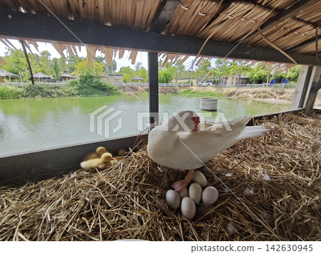 White duck resting beside eggs and ducklings in straw nest beside quiet pond creates peaceful rural farm scene with natural shelter and gentle motherhood White duck resting beside eggs and ducklings in straw nest beside quiet pond creates peaceful rural farm scene with natural shelter and gentle motherhood 142630945