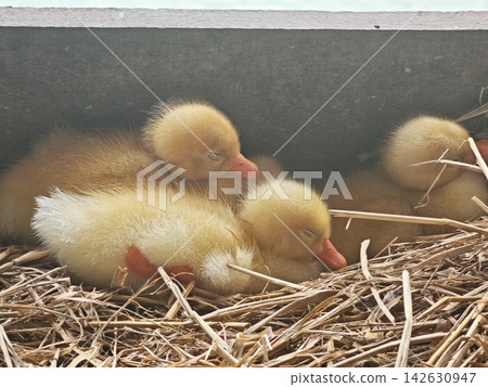 Fuzzy duck duckling resting in straw nest with soft yellow feathers and gentle expressions creating peaceful rural farm scene Fuzzy duck duckling resting in straw nest with soft yellow feathers and gentle expressions creating peaceful rural farm scene 142630947