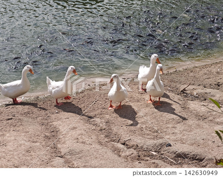 White duck flock walking along sandy lakeshore beside rippling water, with natural sunlight and reflections creating peaceful outdoor wildlife scene for nature photography White duck flock walking along sandy lakeshore beside rippling water, with natural sunlight and reflections creating peaceful outdoor wildlife scene for nature photography 142630949