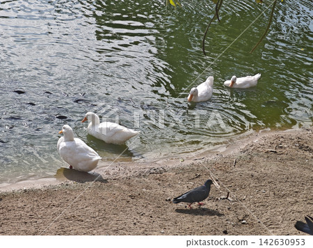 White duck and dark waterfowl beside rippling lake shore create peaceful outdoor wildlife scene with gentle movement and natural reflections White duck and dark waterfowl beside rippling lake shore create peaceful outdoor wildlife scene with gentle movement and natural reflections 142630953