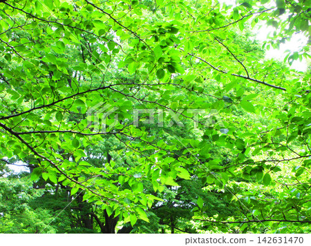 樹木枝繁葉茂,綠意盎然的景色(埼玉縣川口市三和公園) 樹木枝繁葉茂,綠意盎然的景色(埼玉縣川口市三和公園) 142631470