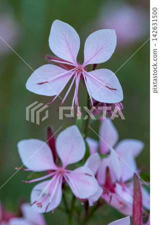 Delicate pale pink gaura flowers blooming in a natural garden setting, close-up botanical photography for projects 142631500
