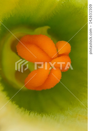 Macro view of pumpkin flower pistil Cucurbita pepo showcasing vibrant orange stigma and delicate green petals in detail Macro view of pumpkin flower pistil Cucurbita pepo showcasing vibrant orange stigma and delicate green petals in detail 142631509