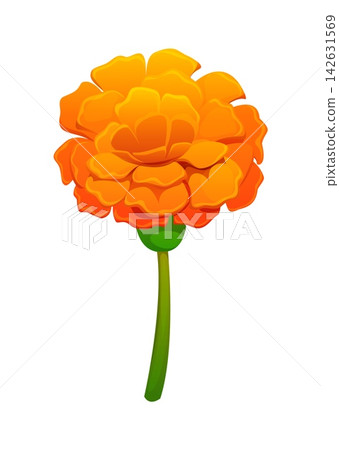Mexican Day of the Dead marigold flower. Mexican celebration isolated marigold flower, Hispanic culture festival religion vector attribute. Dia de Los Muertos holiday orange cempasuchil decoration Mexican Day of the Dead marigold flower. Mexican celebration isolated marigold flower, Hispanic culture festival religion vector attribute. Dia de Los Muertos holiday orange cempasuchil decoration 142631569