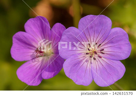 Two purple crane bill flowers, Geranium pratense, bloom in a sunny garden, showcasing vibrant petals and natural beauty Two purple crane bill flowers, Geranium pratense, bloom in a sunny garden, showcasing vibrant petals and natural beauty 142631570