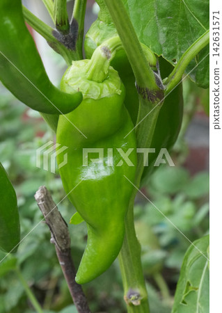 Vibrant green fresh pepper with dew drops on a plant in a garden, close-up view, healthy food ingredient Vibrant green fresh pepper with dew drops on a plant in a garden, close-up view, healthy food ingredient 142631571