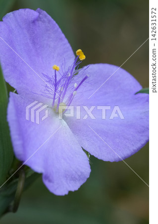 Close-up macro view of vibrant purple petals and delicate yellow stamens of a blooming Virginia spiderwort, Tradescantia virginiana flower in nature Close-up macro view of vibrant purple petals and delicate yellow stamens of a blooming Virginia spiderwort, Tradescantia virginiana flower in nature 142631572